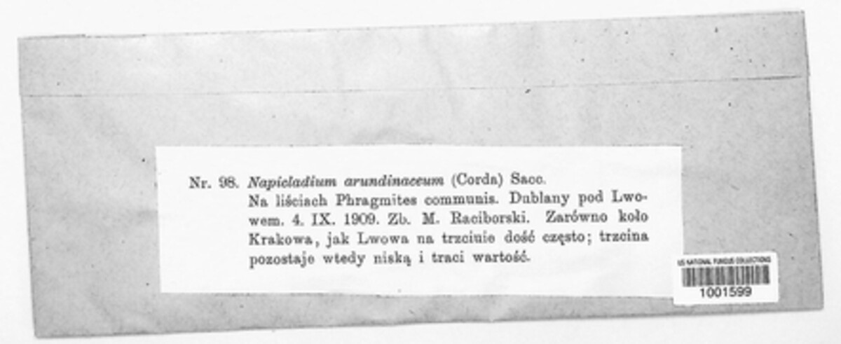 Utrechtiana arundinacea image